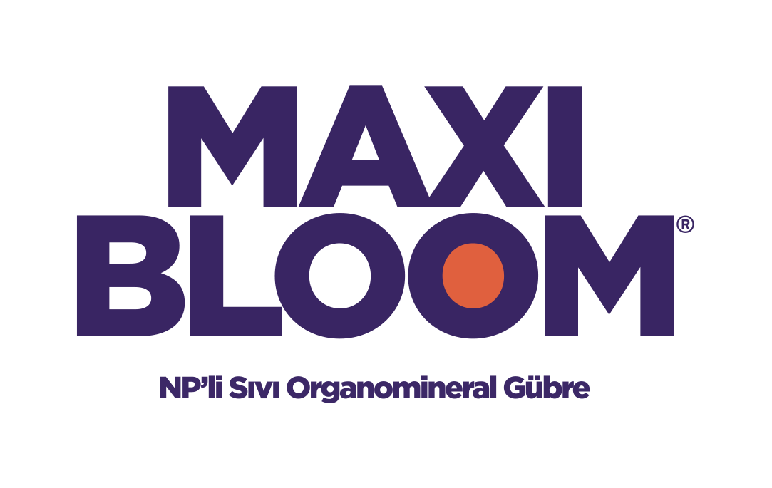 Maxi Bloom 15
