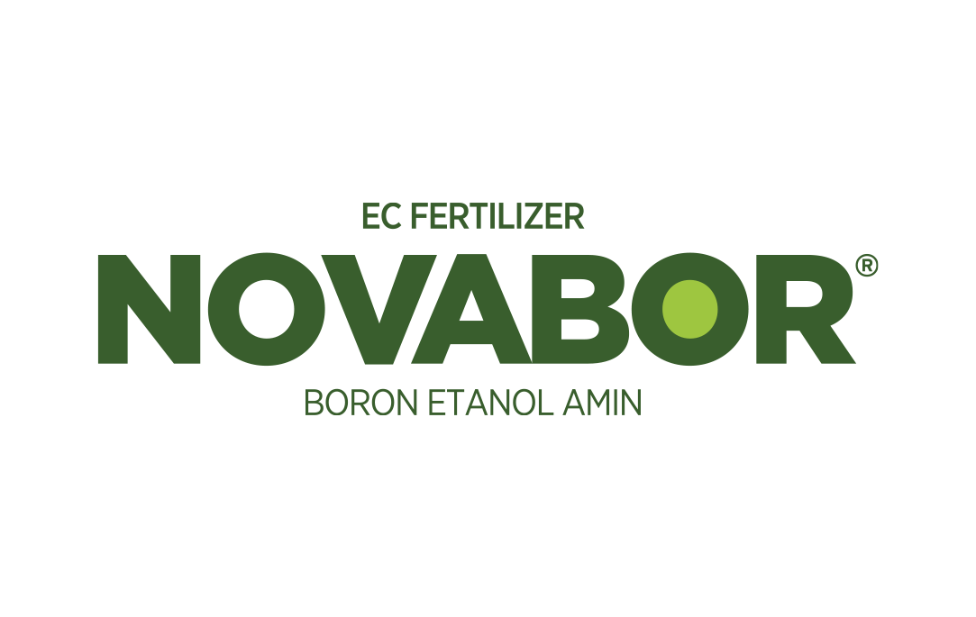 Novabor