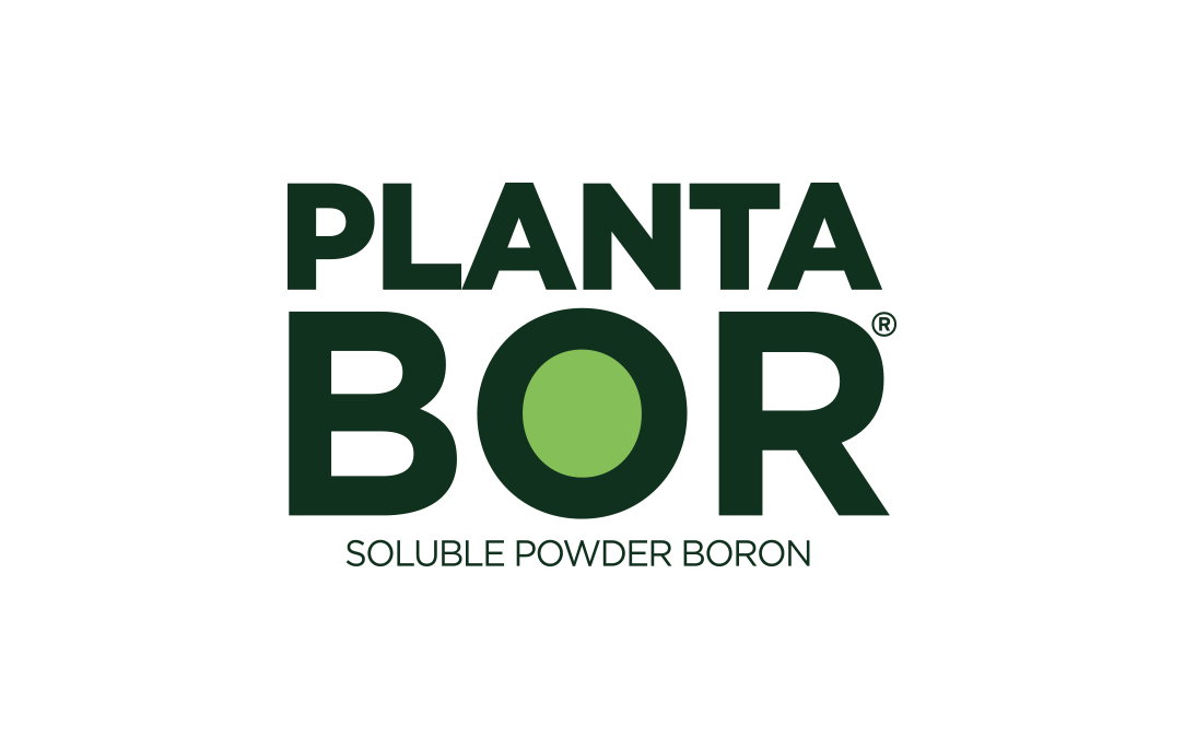 Planta Bor